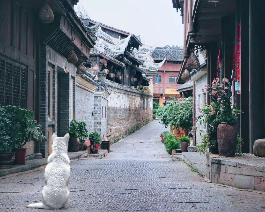 探探猫历险记
